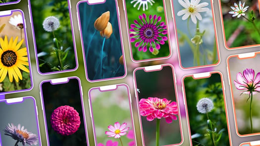 Cool Flower Wallpapers APK screenshot 1
