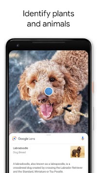 Google Lens APK screenshot 1 Google Lens APK screenshot 1