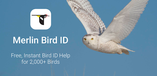 install Merlin Bird ID by Cornell Lab of Ornithology on PC