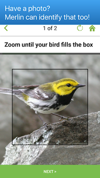 Merlin Bird ID by Cornell Lab of Ornithology APK screenshot 1